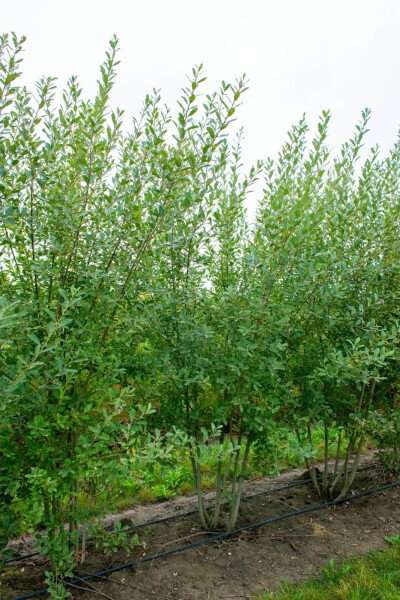 Salix cinerea cépée