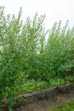Salix cinerea cépée