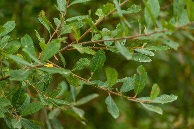 Salix cinerea cépée