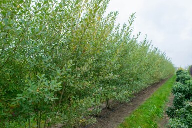 Salix cinerea cépée