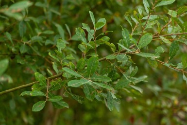 Salix cinerea cépée
