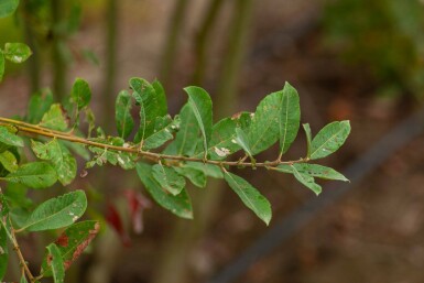 Salix cinerea cépée