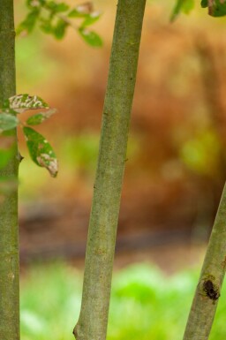Salix cinerea cépée