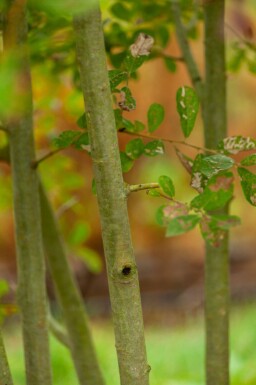 Salix cinerea cépée