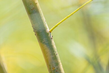 Salix fragilis haute-tige