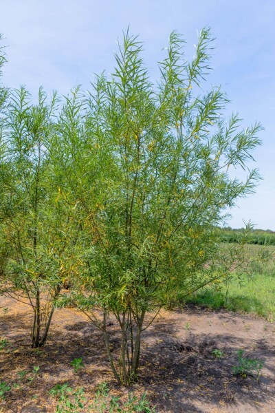 Salix fragilis cépée