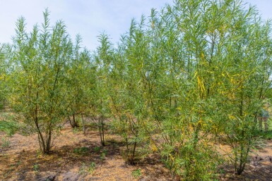 Salix fragilis cépée