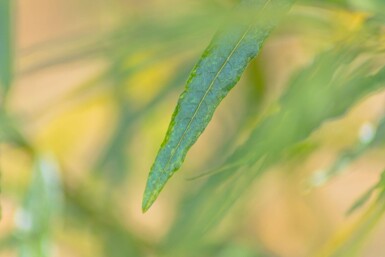 Salix fragilis cépée