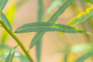 Salix fragilis cépée