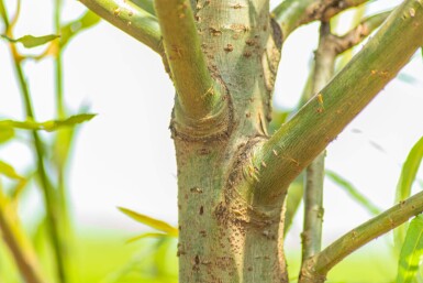 Salix fragilis cépée