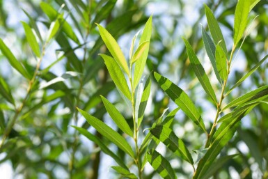 Salix fragilis cépée