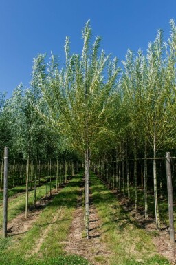 Salix viminalis haute-tige 14/16