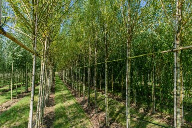 Salix viminalis haute-tige 14/16