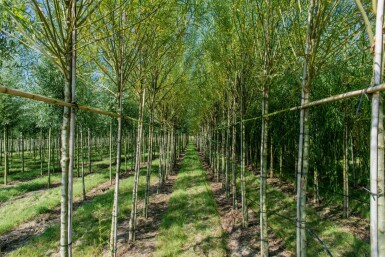 Salix viminalis haute-tige 14/16