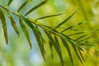 Salix viminalis haute-tige 14/16