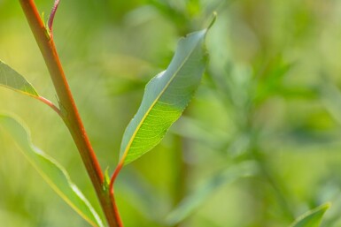Salix viminalis haute-tige 14/16