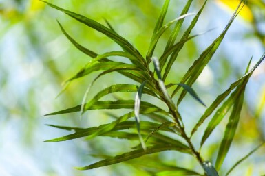 Salix viminalis haute-tige 14/16