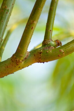 Salix viminalis haute-tige 14/16