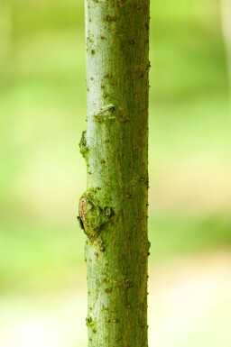 Salix viminalis haute-tige 14/16