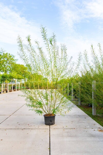 Salix viminalis cépée