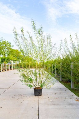 Salix viminalis cépée