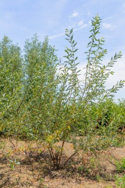Salix viminalis cépée