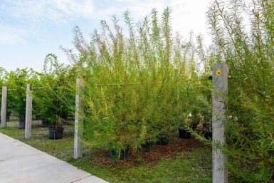 Salix viminalis cépée