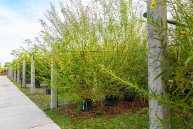 Salix viminalis cépée