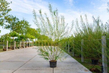 Salix viminalis cépée