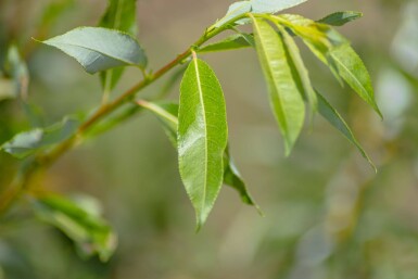 Salix viminalis cépée