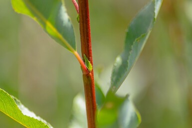 Salix viminalis cépée