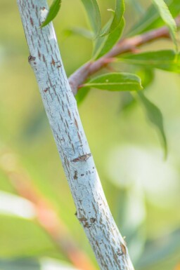Salix viminalis cépée