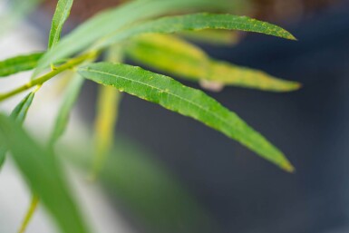 Salix viminalis cépée