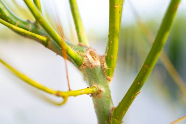 Salix viminalis cépée