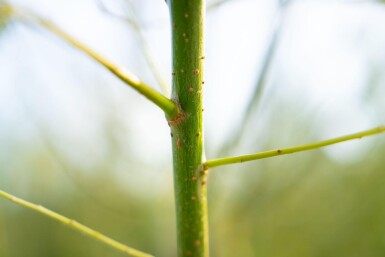 Salix viminalis cépée