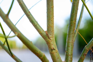 Salix viminalis cépée