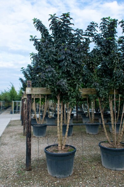 Sambucus nigra cépée 200-250