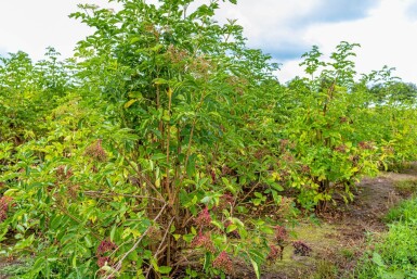 Sambucus nigra cépée 200-250