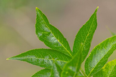Sambucus nigra cépée 200-250