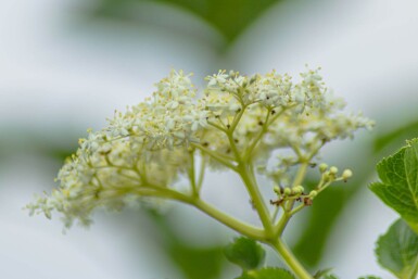 Sambucus nigra cépée 200-250