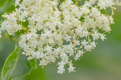 Sambucus nigra cépée 200-250