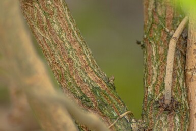 Sambucus nigra cépée 200-250