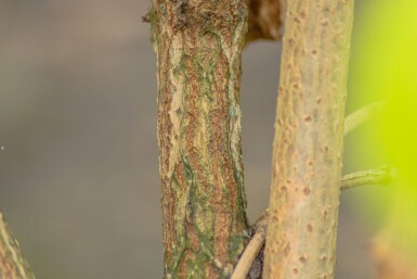 Sambucus nigra cépée 200-250