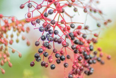 Sambucus nigra cépée 200-250