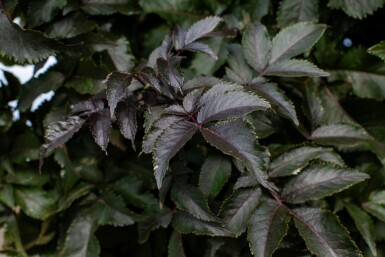 Sambucus nigra cépée 200-250