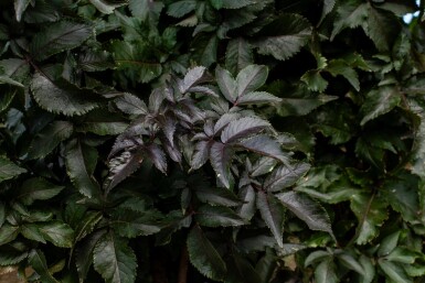 Sambucus nigra cépée 200-250
