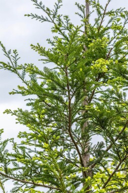Sequoia sempervirens