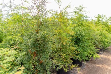 Sequoia sempervirens baliveau
