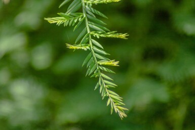 Sequoia sempervirens baliveau 8/10