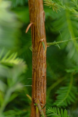 Sequoia sempervirens baliveau 8/10